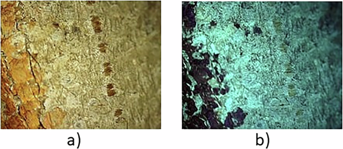 Fig. 4: Optical microscopy analysis of “Ritratto d’uomo”/Eugenio Riva.