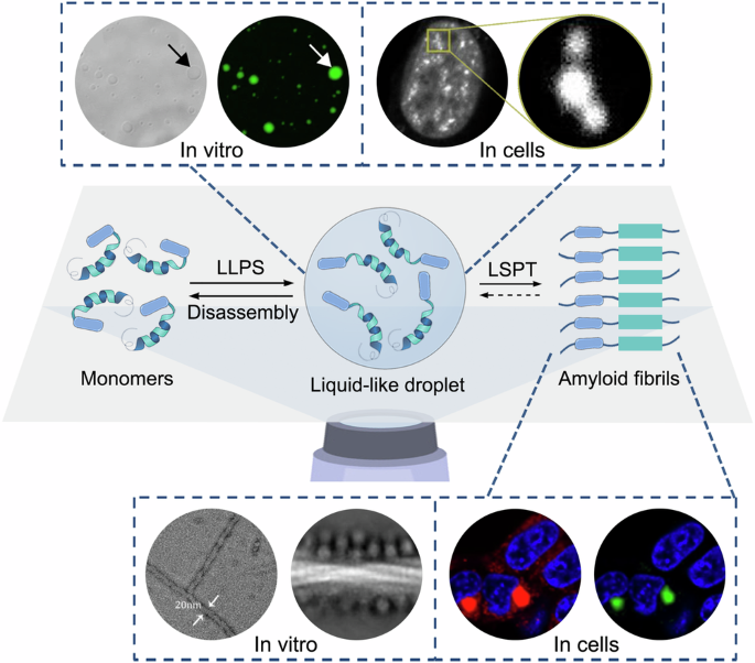 Fig. 1: Overview of the techniques for imaging liquid–liquid phase separation and protein aggregates.