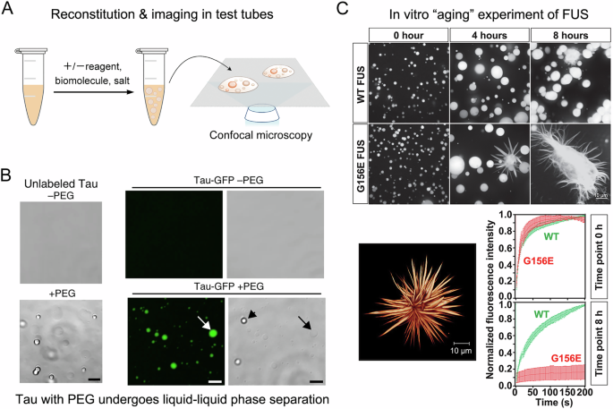 Fig. 2: In vitro reconstitution and imaging of LLPS.