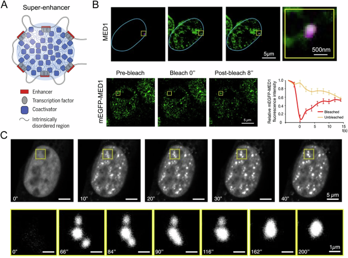 Fig. 3: Imaging of MED1 nuclear puncta as discrete liquid-like bodies at super-enhancer (SE) elements in cell nuclei.