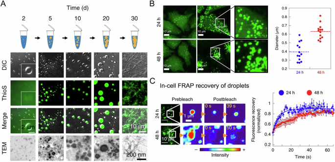 Fig. 4: Imaging of α-Synuclein aggregation through liquid-liquid phase separation.