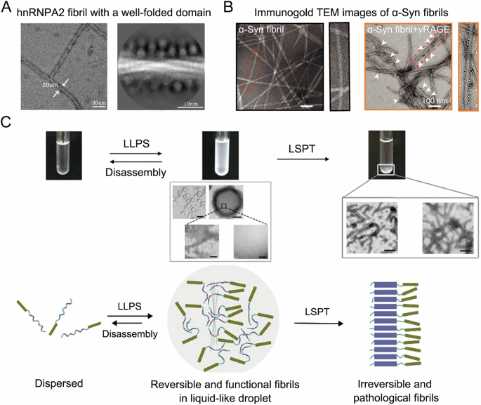 Fig. 5: Imaging the structure of protein amyloid aggregates in vitro.
