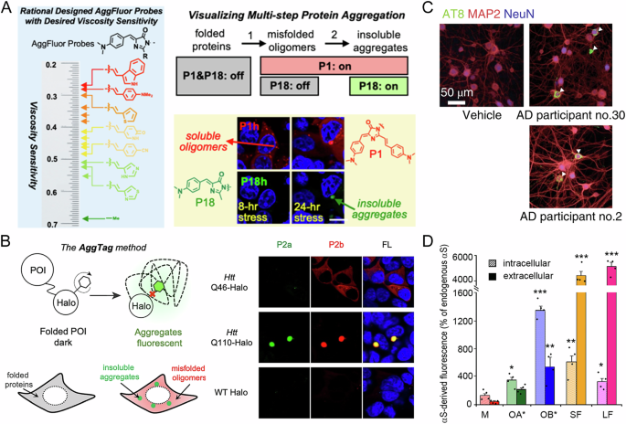 Fig. 6: Monitoring protein aggregates in cells by confocal microscopic images.