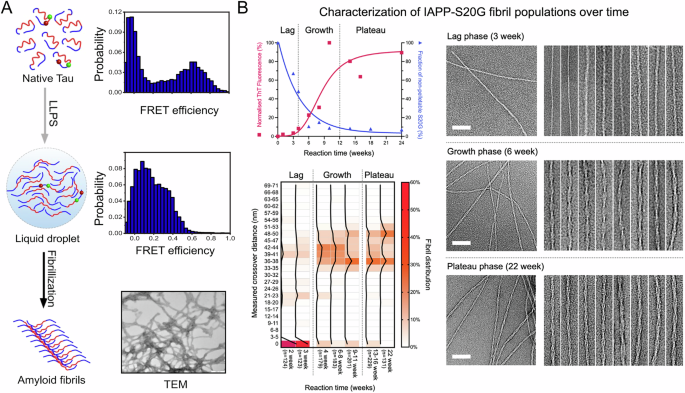 Fig. 7: Monitoring the conformational evolution of proteins during aggregation.