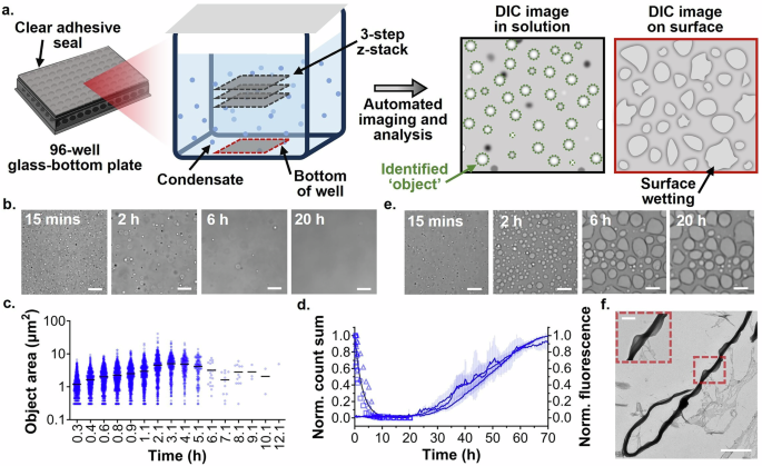Fig. 1: Condensate and amyloid formation of FL α-syn under phase separation conditions.