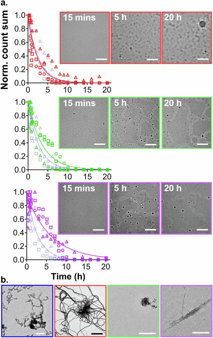 Fig. 2: Condensate and amyloid formation of truncated α-syn under phase separation conditions.