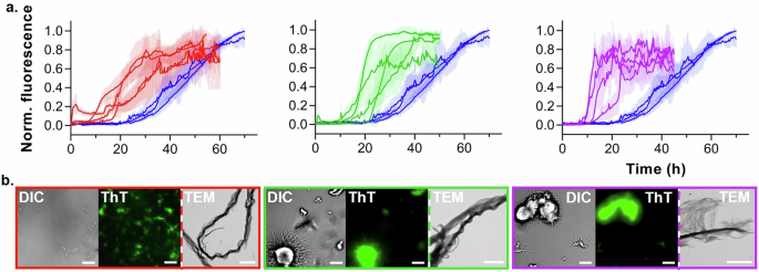 Fig. 3: Phase separation-induced amyloid formation of N-terminally truncated α-syn.