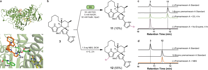 Fig. 4: Site-selective biocatalytic and semi-synthetic strategies enabled the late-stage bromination of (−)-premarineosin A (3).