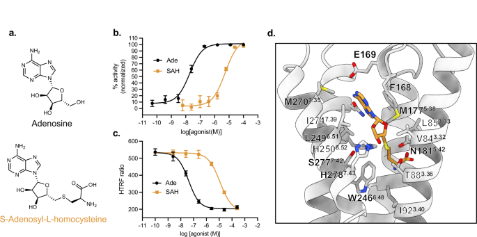 Fig. 4: The adenosine analog - SAH fully activates A2AR.
