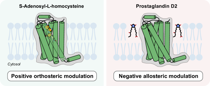Fig. 5: MIDAS screening enables the discovery of orthosteric and allosteric metabolite binders to A2AR.