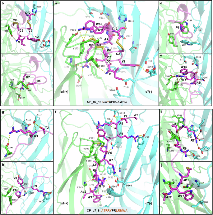 Fig. 6: Constructed complex models of CP-α7-1 and CP-α7-6 bound to hα7 nAChR and their binding modes.