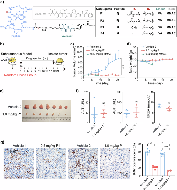 Fig. 4: In vivo antitumor activity and safety profile of peptide-drug conjugates.