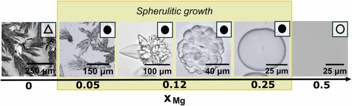 Fig. 2: Microscopic images of precipitated sodium sulfate crystals at different molar fractions of Mg.