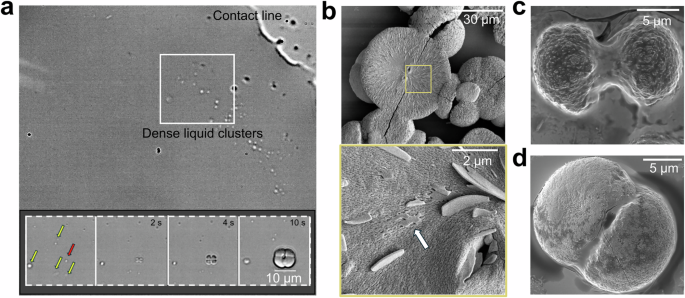 Fig. 3: Self-organized structure of sodium sulfate spherulites nucleate from dense clusters.