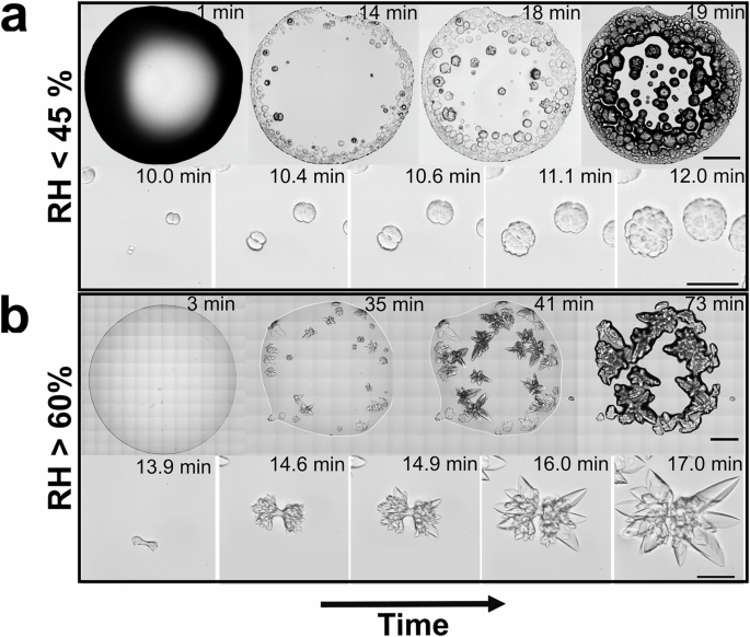 Fig. 6: Impact of evaporation rate on the nucleation and growth of sodium sulfate spherulites.