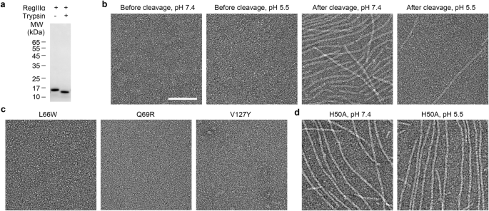 Fig. 1: Filament formation of recombinant RegIIIα.