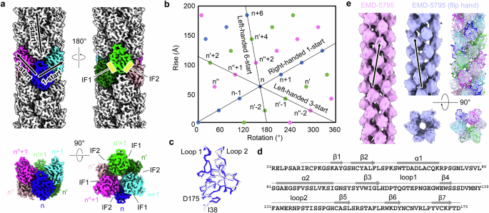 Fig. 2: Cryo-EM structure of RegIIIα filaments.