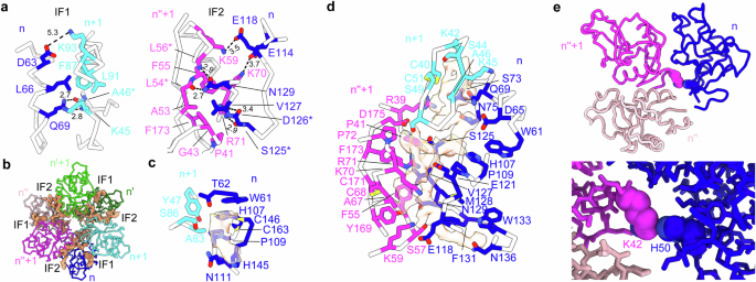 Fig. 3: Structural analysis of RegIIIα filaments.
