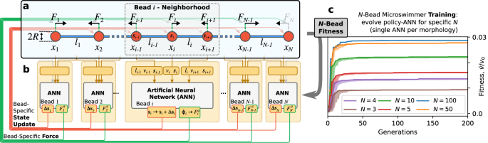Fig. 1: Neuroevolution of decentralized decision-making in N-bead swimmers.