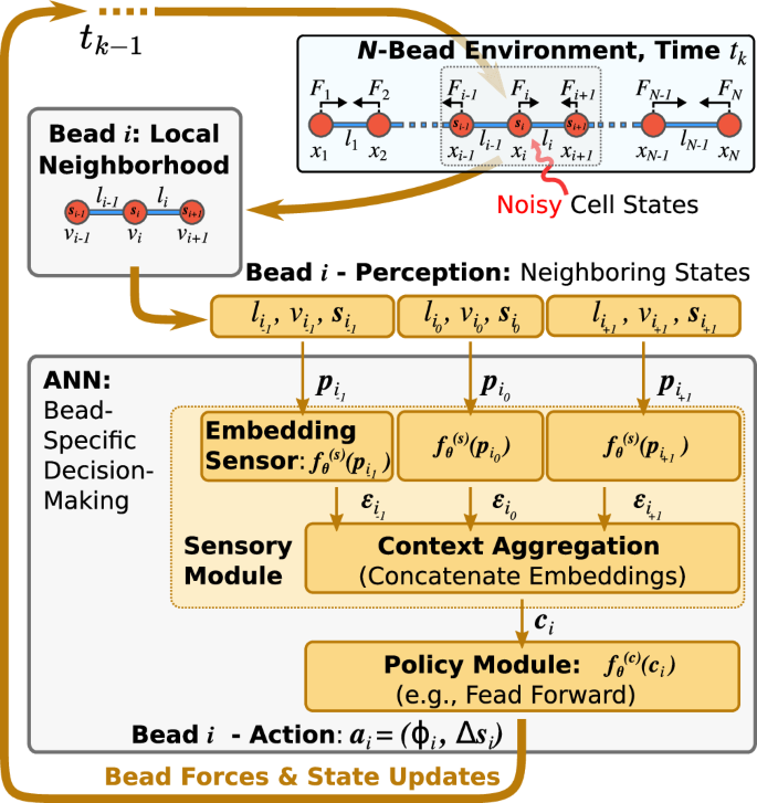 Fig. 8: Schematic information-flow chart and environmental updates (chronologically following thick brown arrows) of ANN-based bead-specific decentralized decision-making implementing a system-level policy that controls the locomotion of an N-bead microswimmer.