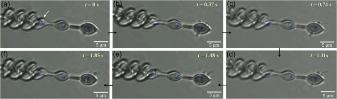 Fig. 3: Optical microscope images of the optical microrobot during one-third of the rotational cycle.