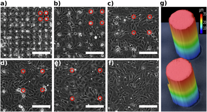 Collective migration of epithelial cells in the presence of regularly ...