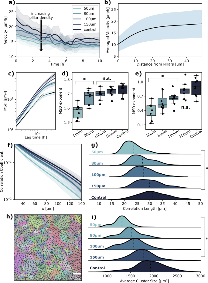 Collective migration of epithelial cells in the presence of regularly ...