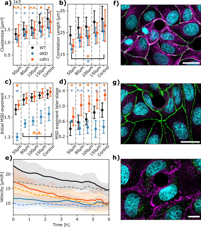 Collective migration of epithelial cells in the presence of regularly ...