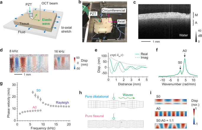 Fig. 1: S0- and A0-waves in the artery.