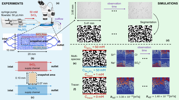 Fig. 7: Experimental and numerical simulation setup for capturing geometry changes in microfluidic devices due to transport and chemical reactions.