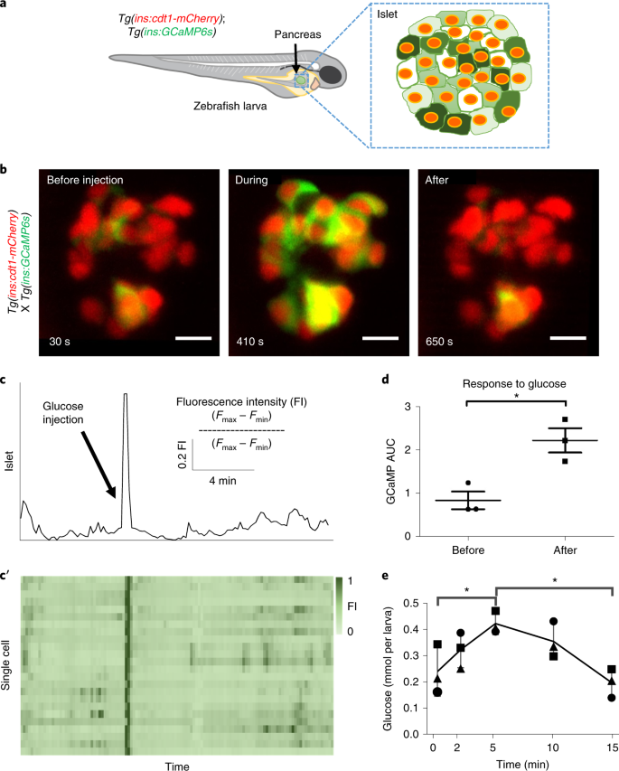 Leader B Cells Coordinate Ca 2 Dynamics Across Pancreatic Islets In Vivo Nature Metabolism Leader B Cells Coordinate Ca 2 Dynamics Across Pancreatic Islets In Vivo Nature Metabolism