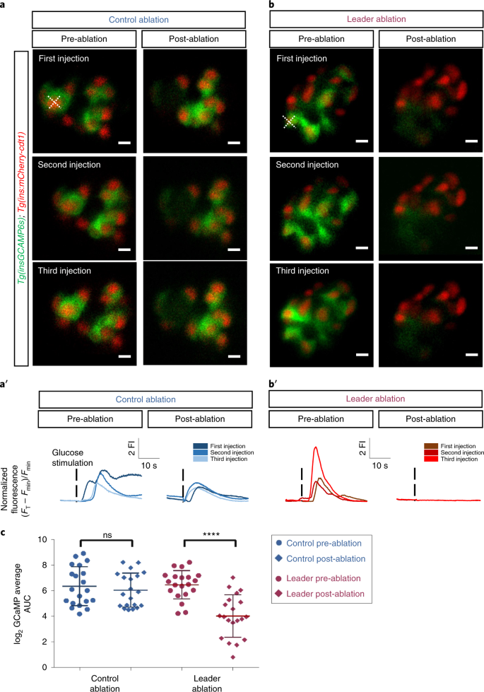 Leader B Cells Coordinate Ca 2 Dynamics Across Pancreatic Islets In Vivo Nature Metabolism Leader B Cells Coordinate Ca 2 Dynamics Across Pancreatic Islets In Vivo Nature Metabolism