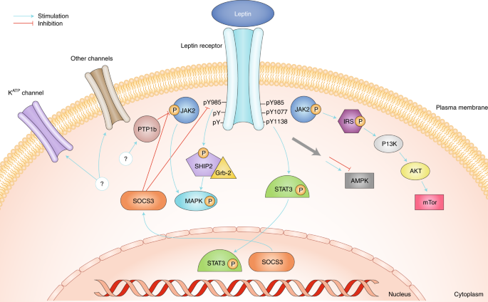 glutathione leptin receptor Leptin and the endocrine control of energy balance