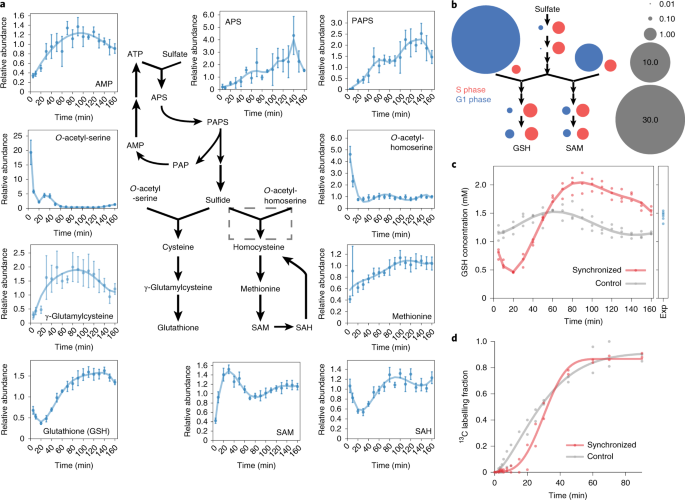 Untargeted metabolomics links glutathione to bacterial cell cycle  progression | Nature Metabolism