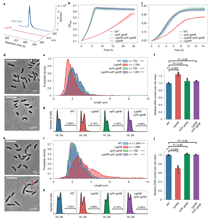 glutathione bacteria Oral Prodrug of a Novel Glutathione Surrogate Reverses Metabolic  Dysregulation and Attenuates Neurodegenerative Process in Transgenic  Alzheimer's Mice main image 0