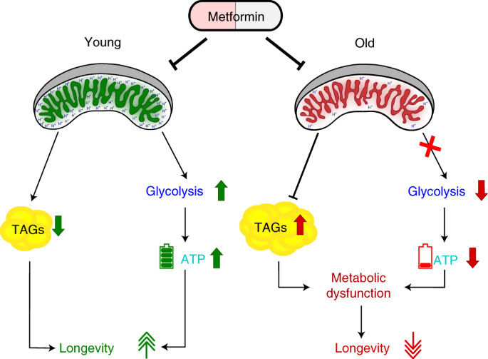 Loss Of Metabolic Plasticity Underlies Metformin Toxicity In Aged Caenorhabditis Elegans Nature Metabolism