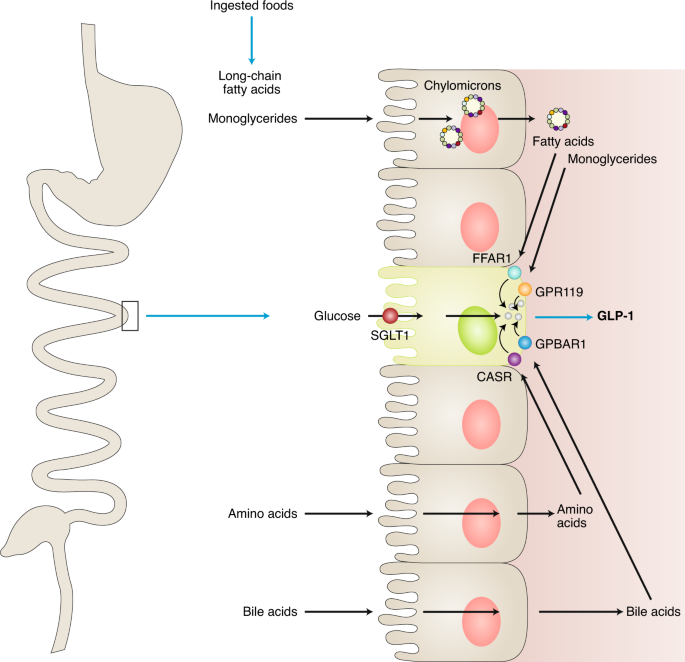 nature medicine glp 1 Metabolic Messengers: glucagon-like peptide 1