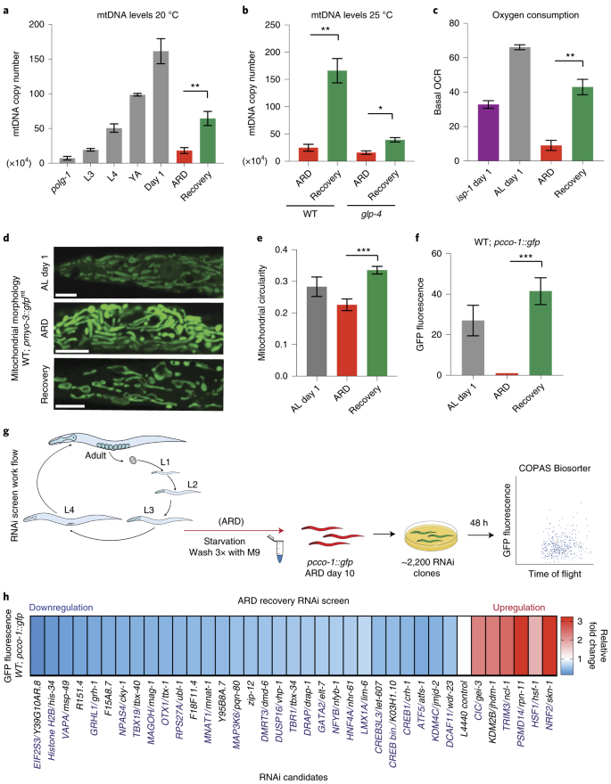 Nfyb 1 Regulates Mitochondrial Function And Longevity Via Lysosomal Prosaposin Nature Metabolism