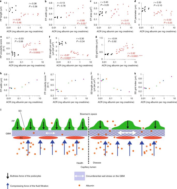 glutathione albuminuria Frontiers Gut microbiome-derived phenyl sulfate contributes