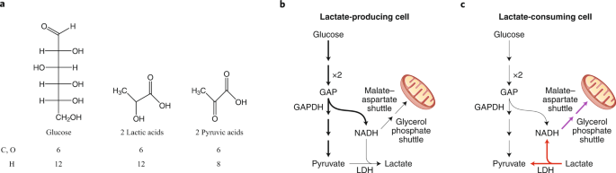 Lactate The Ugly Duckling Of Energy Metabolism Nature Metabolism Lactate The Ugly Duckling Of Energy Metabolism Nature Metabolism