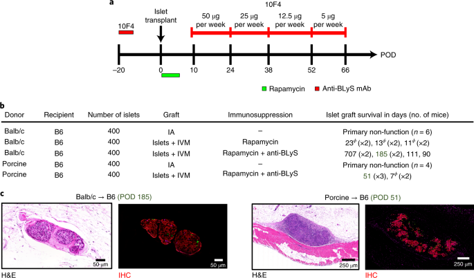 Islet Transplantation In The Subcutaneous Space Achieves Long Term Euglycaemia In Preclinical Models Of Type 1 Diabetes Nature Metabolism