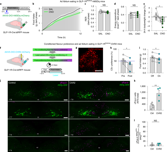 Central And Peripheral Glp 1 Systems Independently Suppress Eating Nature Metabolism Central And Peripheral Glp 1 Systems Independently Suppress Eating Nature Metabolism