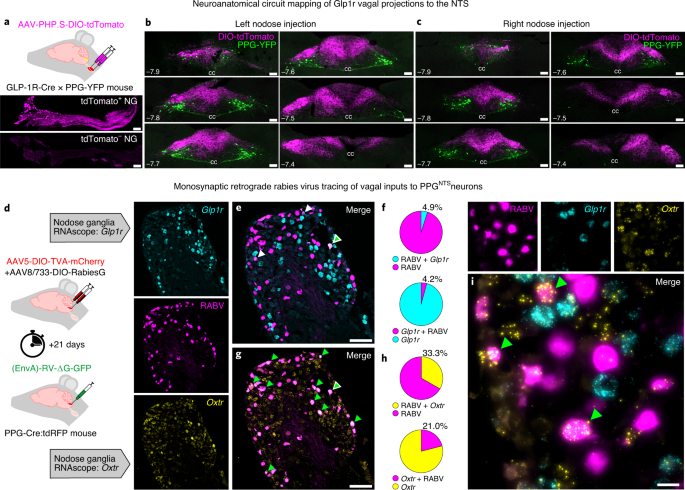 central and peripheral glp 1 systems independently suppress eating Central and peripheral GLP-1 systems independently suppress eating