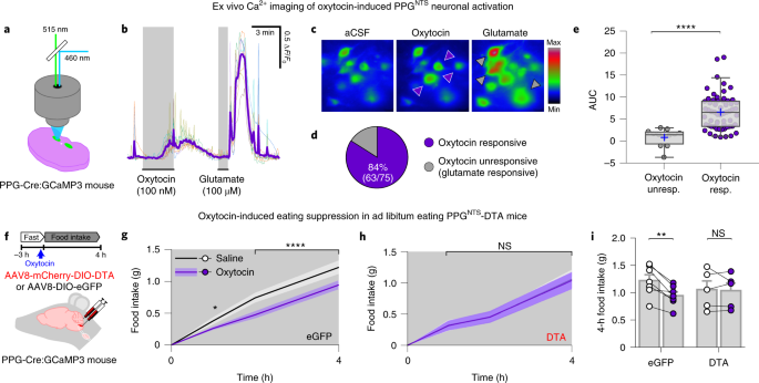 central and peripheral glp 1 systems independently suppress eating Central and peripheral GLP-1 systems independently suppress eating