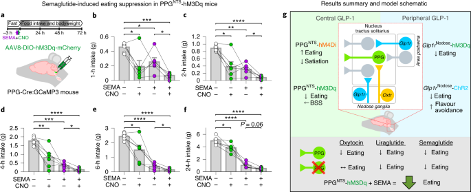 central and peripheral glp 1 systems independently suppress eating Central and peripheral GLP-1 systems independently suppress eating
