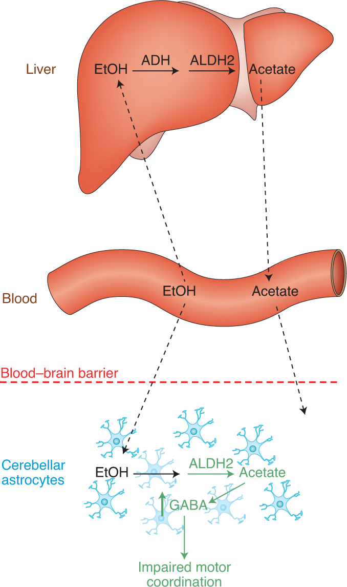 How Alcohol Affects Motor Control Not Your Usual Suspects Nature Metabolism