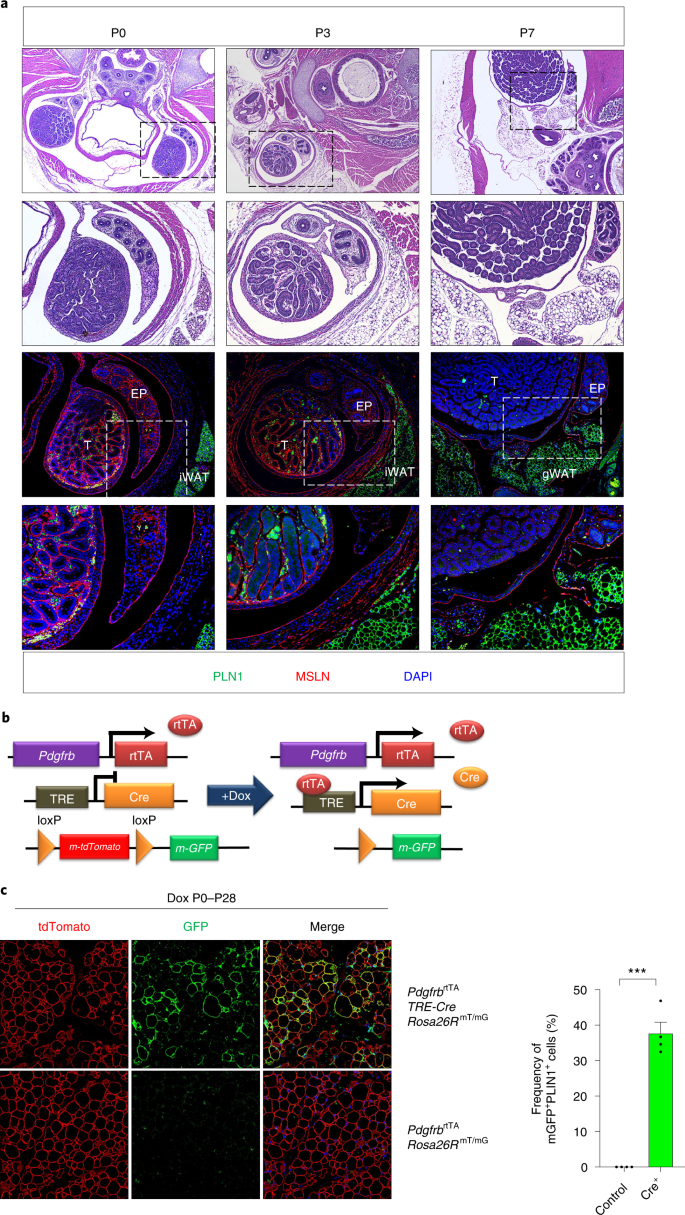 Distinct functional properties of murine perinatal and adult adipose  progenitor subpopulations | Nature Metabolism
