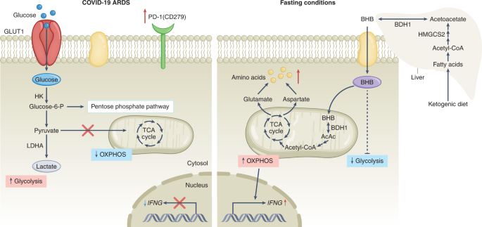 Fig. 1: The ketone body β-hydroxybutyrate supports CD4+ T cell functional fitness by fuelling mitochondrial OXPHOS to combat SARS-CoV-2 infection.