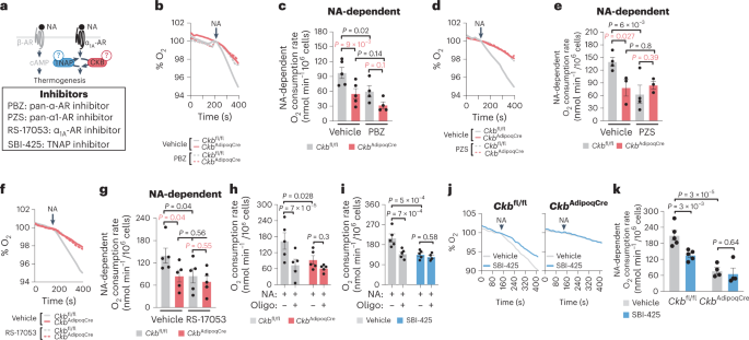 Fig. 2: Noradrenaline-stimulated thermogenesis requires ADRA1A signalling, CKB and TNAP.