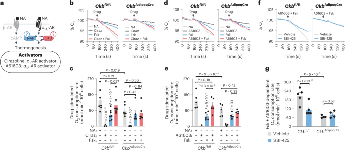 Fig. 4: ADRA1A-mediated signalling potentiates thermogenesis through the futile creatine cycle.